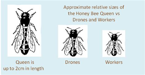 drone bee  overview   life   male honey bee