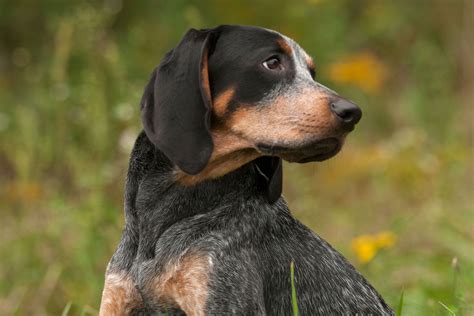 bluetick coonhound full profile history  care