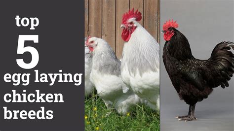 Top 5 Egg Laying Chicken Breeds Of 2020 Youtube