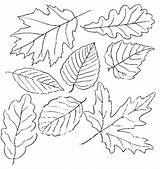 Tree Leaves Coloring Without Color Getcolorings Pages sketch template
