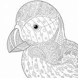 Zentangle Puffin Stylized Bird Atlantic Adult Isolated Sea Background Coloring Preview Getdrawings Drawing Vector sketch template