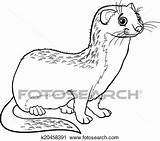 Coloring Ferret Pages Getcolorings Printable sketch template