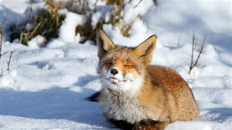 fox   snow foxes wallpaper  fanpop