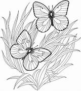 Butterflies Schmetterlinge Gras Everfreecoloring Malvorlage sketch template