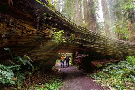 redwood  manna gum tree  differences   towering giants