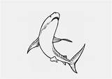 Tiger Shark Coloring Pages sketch template