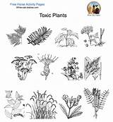 Poisonous Plant sketch template
