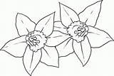 Daffodil Daffodils Narzisse Dragoart Colouring Ausmalbild Dawn Coioring Coloringhome Letzte sketch template