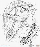 Salamander Newt Salamandra Salamandre Coloring4free Repteis Disegno Anfibi Getcolorings Coloringbay Pintarcolorir Getdrawings Anfibio Print Coloriages sketch template
