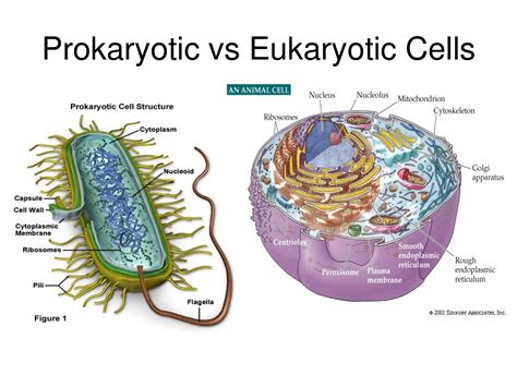 differences  prokaryotes  eukaryotes biochemanics