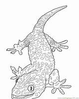 Eidechse Lizard Ausmalbilder Gecko Ausmalbild Kostenlos Lagartixa Getdrawings Q1 sketch template