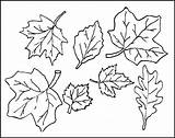 Oak Leaf Template Printable Drawing Fall Getdrawings Coloring Pages sketch template