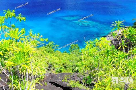 tropical vegetation  sea mahe island seychelles africa indian ocean stock photo picture
