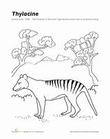Extinct Coloring Animals Thylacine Animal Tiger Worksheets Worksheet Species Education Designlooter Tasmanian Pages Extinction Drawings Kids Choose Board Science sketch template