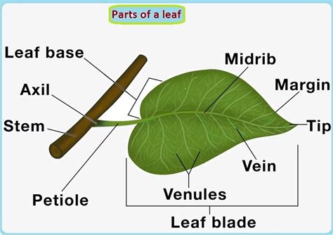 morphology  leaf biology pcsstudies morphology  leaf