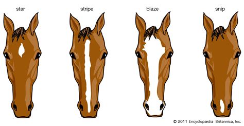 horse anatomy adaptations gait britannica