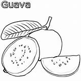 Guava sketch template