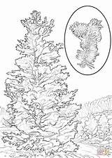 Pine Coloring Bristlecone Pages Tree Longleaf Drawing Printable Ponderosa Getdrawings Comments Popular Coloringhome sketch template