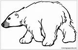 Polar Bear Pages Coloring Color Online sketch template