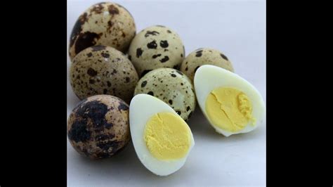 Hard Boiled Quail Eggs How To Cook Eggs In Their Shell Online