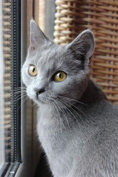 pin  hunny adam  cute cats burmese cat russian blue cat russian