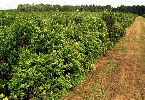 el ciclo de la yerba cinco anos entre la plantacion  la primera mateada agrovoz