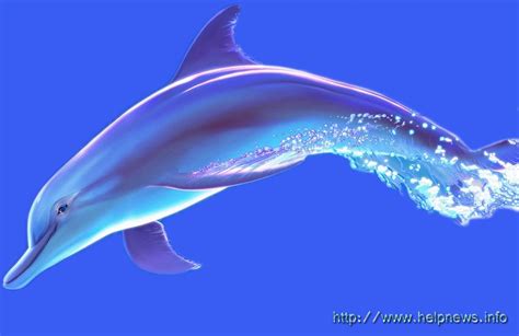 blue dolphin shades  blue blue dolphins