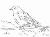 Coloring Bluebird Eastern Pages Drawing Printable Bird Sheet Getdrawings Supercoloring Super Choose Board sketch template