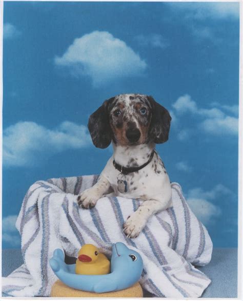 piebald blue dapple dachshund ozzy dapple dachshund blue dapple