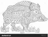 Coloring Pages Warthog Boar Wild Pig Choose Board Zentangle Shutterstock sketch template