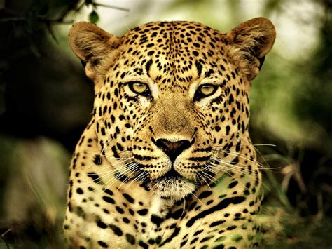 animals leopards wallpapers hd desktop  mobile backgrounds