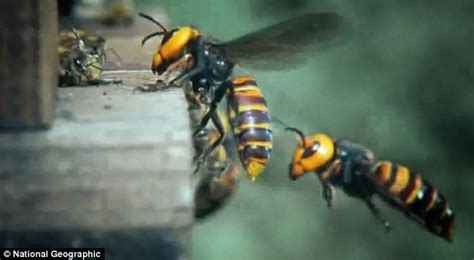 Massacre In The Hive Amazing Footage Of 30 Giant Japanese Hornets