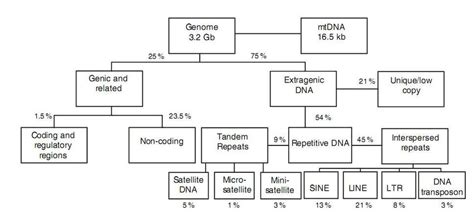 1 Classification Of Human Genome Dna Based On Its Structure And
