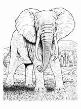 Savane Elephants Selva Sauvages Salvajes Gratuit Coloriages Printablefreecoloring sketch template