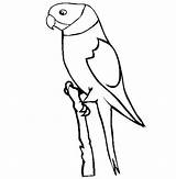 Parakeet sketch template