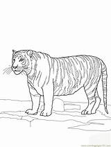 Tiger Bengal Coloring Printable Animals Color sketch template