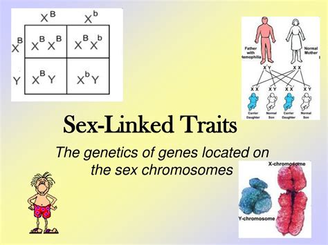 sexlinked traits worksheet 🌈7 1 chromosomes and phenotype autosomal