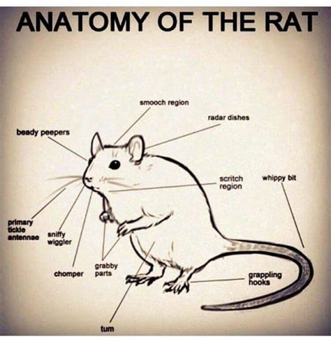 rat anatomy anatomy smooching rats
