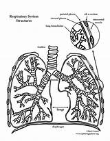Coloring Lungs Pages Lung Anatomy Human Template Pulmonary Circulation Popular sketch template