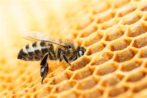 what honeybees can teach us about the value of regulating