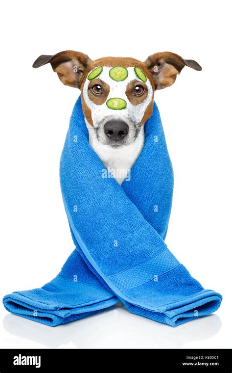 wellness dog spa stock photo alamy