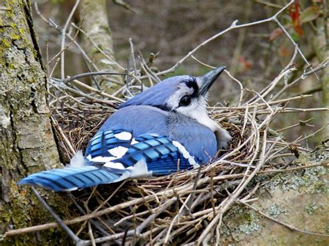 blue jay nest blue jay wild bird feeders blue jay bird