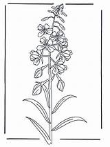 Wilde Reseda Bloemen Kleurplaten Malvorlagen Fireweed Fargelegg Blomster Dzika B206 Kwiat Anzeige Ogłoszenie Advertentie Annonse sketch template