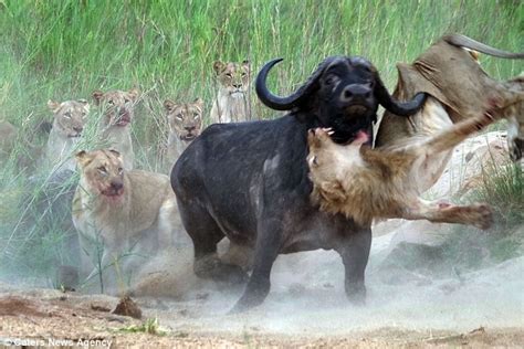 lions foe bold buffalo takes flight  protect  pal video