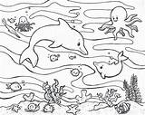 Delfini sketch template