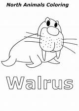 Arctic Animals Walrus Coloring sketch template