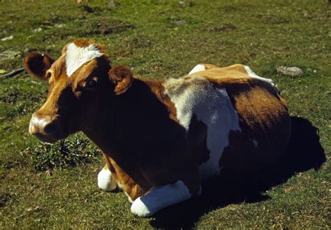 fileguernsey   calf lying   ground ca  jpg