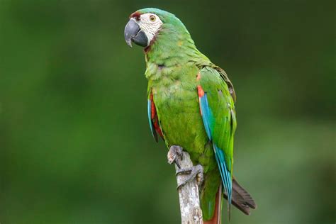 severe macaw macaw parrot
