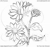 Flower Susan Plant Eyed Cartoon Clipart Coloring Outlined Vector Pages Picsburg Illustration Royalty sketch template