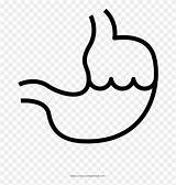 Stomach Pinpng sketch template
